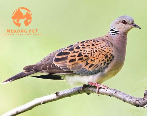 Mua Bán Chim Cu Gáy: Cẩm Nang Dành Cho Người Yêu Chim